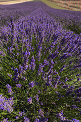 Summer field with a beautiful blooming lavender plant - Lavandula. The flowers are purple and pink.