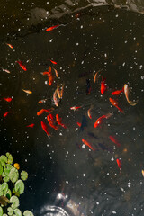 Red Koi fish swim in the pond. Top view of many Koi fish in the pond. Japanese fish.