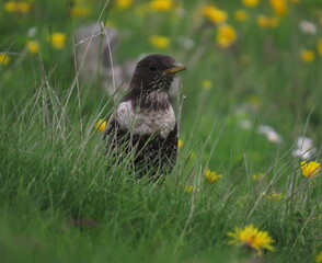 Ring ouzel (Turdus torquatus) stading in a grass patch filled with beautiful yellow flowers.