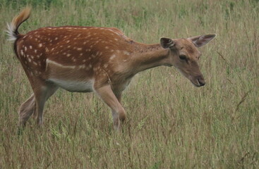 European fallow deer (Dama dama) individual with no antlers grazing on a massive field, looking...