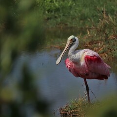 Festive Pretty Bright Pink Roseate Spoonbill Merritt Island NWR Florida