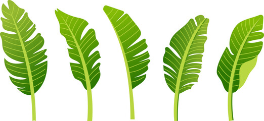 Vector set of tropical leaves. Tropical  leaves in a flat style. Vector.