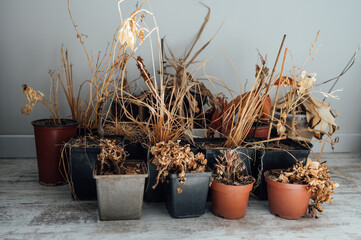 withered dead house flowers in pots without water
