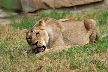 Fototapeta na wymiar Close-up photo of a lioness eating prey in Hwange National Park, Zimbabwe