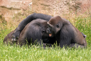 Mountain gorilla in National Park. Love and fun.