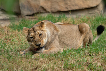 Close-up photo of a lioness eating prey in Hwange National Park, Zimbabwe