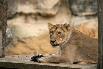 high-res picture of lioness female with an artistic background