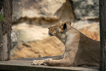 Fototapeta na wymiar high-res picture of lioness female with an artistic background