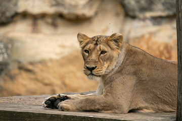high-res picture of lioness female with an artistic background