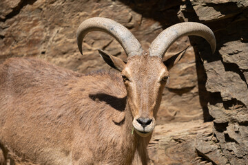 The Barbary sheep (Ammotragus lervia), also known as aoudad is a species of caprid native to rocky mountains in North Africa. It is also known as waddan, arwi or moufflon.