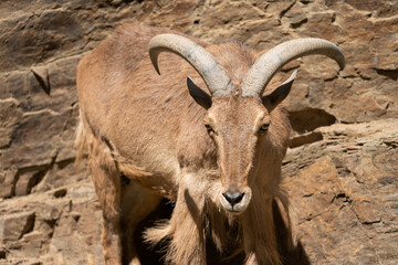 The Barbary sheep (Ammotragus lervia), also known as aoudad is a species of caprid native to rocky mountains in North Africa. It is also known as waddan, arwi or moufflon.