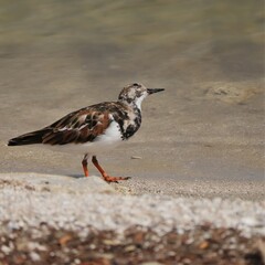 Ruddy Turnstone at the Shore Seaside Merritt Island NWR Florida