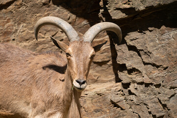The Barbary sheep (Ammotragus lervia), also known as aoudad is a species of caprid native to rocky mountains in North Africa. It is also known as waddan, arwi or moufflon.