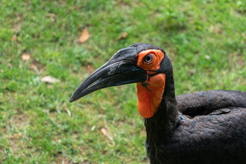 The ground hornbills (Bucorvidae) are a family of the order Bucerotiformes, with a single genus Bucorvus and two extant species. The family is endemic to sub-Saharan Africa.