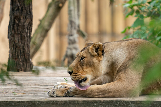 high-res picture of lioness female with an artistic background