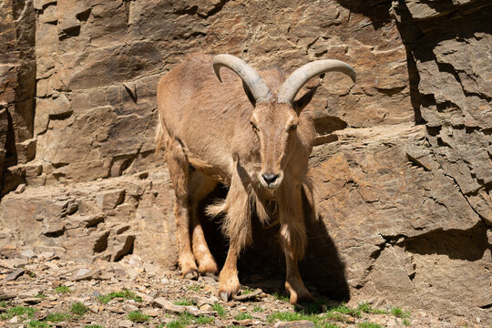 The Barbary sheep (Ammotragus lervia), also known as aoudad is a species of caprid native to rocky mountains in North Africa. It is also known as waddan, arwi or moufflon.