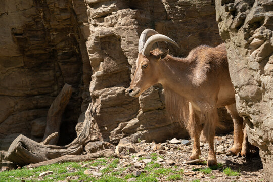 The Barbary sheep (Ammotragus lervia), also known as aoudad is a species of caprid native to rocky mountains in North Africa. It is also known as waddan, arwi or moufflon.
