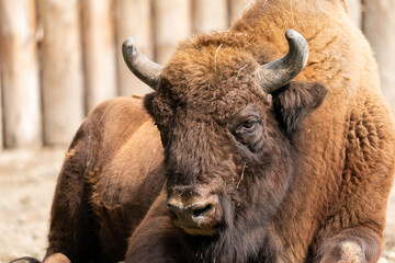 The European bison (Bison bonasus) or the European wood bison, also known as the wisent or the zubr. It is one of two extant species of bison, alongside the American bison - obrazy, fototapety, plakaty