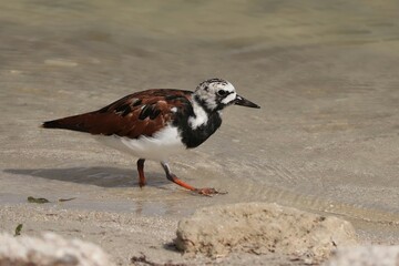 Ruddy Turnstone at the Shore Seaside Merritt Island NWR Florida
