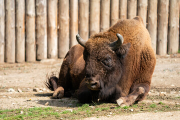 The European bison (Bison bonasus) or the European wood bison, also known as the wisent or the zubr. It is one of two extant species of bison, alongside the American bison