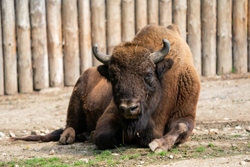 The European bison (Bison bonasus) or the European wood bison, also known as the wisent or the zubr. It is one of two extant species of bison, alongside the American bison © Ondrej Novotny