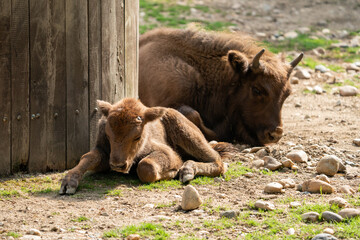 The European bison (Bison bonasus) or the European wood bison, also known as the wisent or the zubr. It is one of two extant species of bison, alongside the American bison