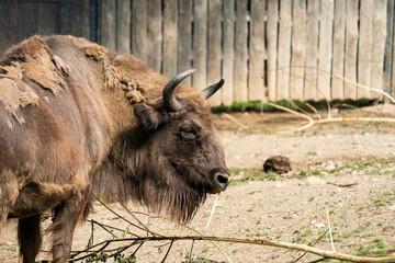 The European bison (Bison bonasus) or the European wood bison, also known as the wisent or the zubr. It is one of two extant species of bison, alongside the American bison © Ondrej Novotny