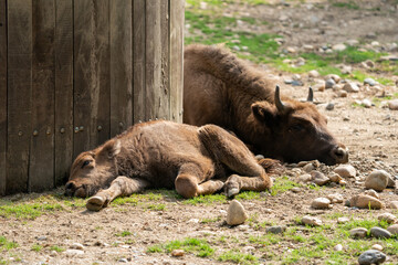 The European bison (Bison bonasus) or the European wood bison, also known as the wisent or the zubr. It is one of two extant species of bison, alongside the American bison © Ondrej Novotny