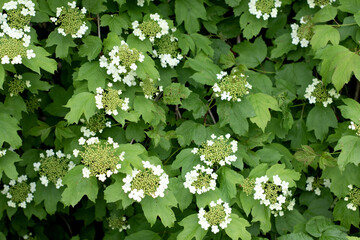 Viburnum flowers blooming beautiful photo in green summer garden