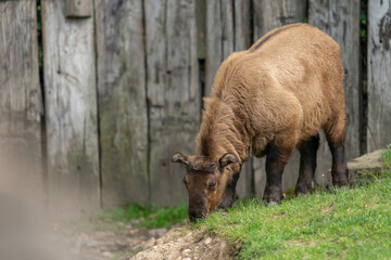 Naklejka na ściany i meble The Mishmi takin (Budorcas taxicolor taxicolor) is an endangered goat-antelope native to India, Myanmar and the People's Republic of China. It is a subspecies of takin.