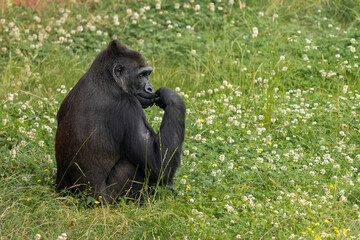 Gorilla sitting in the grass and eating. High quality photo with blur bokeh background. Autumn.