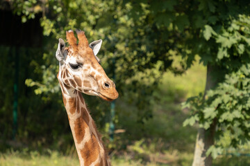Two Rothschild giraffes, Giraffa camelopardalis rothschildi, against autumn foliage background. This subspecies of Northern giraffe is endangered in the wild.