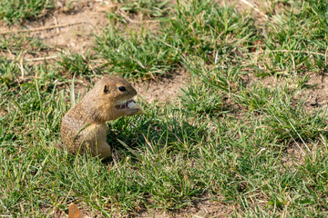 Naklejka na ściany i meble Cute european ground squirrel, spermophilus citellus, looking into camera on green grass in spring. Little wild souslik with brown fur watching on meadow. Wild animal in nature.