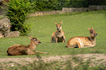 Lechwe belong to a family of African antelope known as Reduncines. Nile lechwe are native to the floodplains of the Nile River Valley. Most of the population lives in southern Sudan. Female.