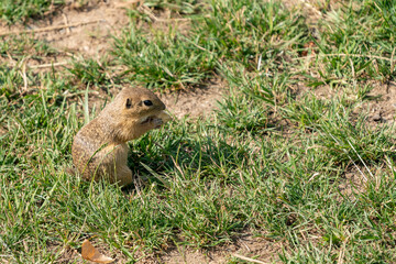 Cute european ground squirrel, spermophilus citellus, looking into camera on green grass in spring. Little wild souslik with brown fur watching on meadow. Wild animal in nature.