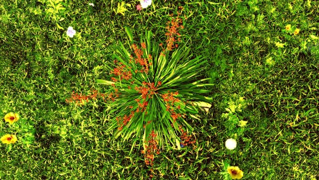 parviflora in the wind. top view of parviflora flowers. a 3d background of grass and flowers. a flower garden in 3d
