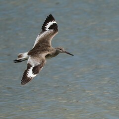 Fototapeta premium Willett in Flight Merritt Island NWR Florida