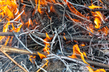 Burning firewood in a campfire, close-up