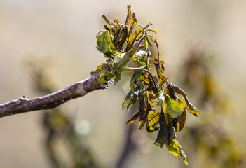 Frozen leaves on walnut branches in nature