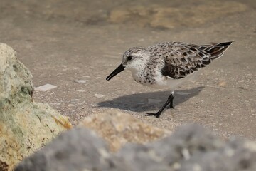 Ruddy Turnstone at the Shore Seaside Merritt Island NWR Florida