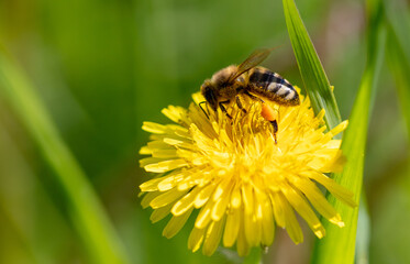 Bee on yellow dandelions. Macro