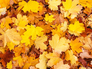 Naklejka na ściany i meble Herbstlich gefärbte Blätter in der Feldberger Seenlandschaft
