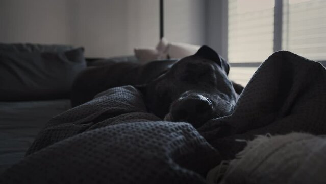 Zoom out shot off a large grey and white Great Dane dog sleeping on a bed in bedroom full of sunlight. Dog puts its head on paws and sleeps.