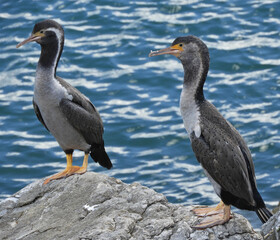 Two spotted shags on a rock in New Zealand