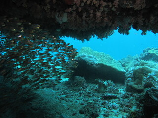 インドネシアバリ島ダイビング旅行