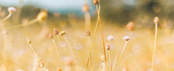 Beautiful close up ecology nature landscape with pastel meadow. Abstract grass background. Artistic natural freshness vintage colors beauty blurred bokeh environment. Inspirational nature concept