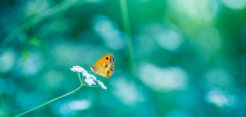 Abstract nature background concept. Inspirational nature foliage closeup. Bright pastel colors, soft green blue summer lush meadow flowers with beautiful orange butterfly. Blurred nature background
