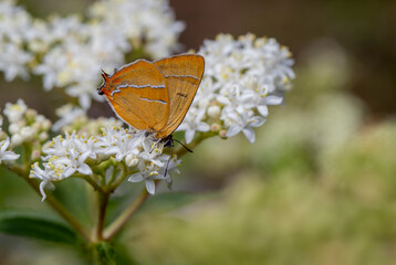 Birch butterfly (Thecla betulae) on plant