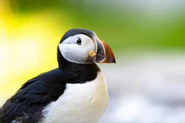 Atlantic Puffin or Common Puffin, Fratercula arctica