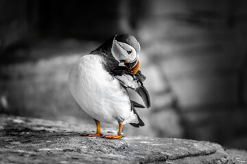 Atlantic Puffin or Common Puffin, Fratercula arctica